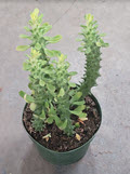 Euphorbia Guentherii
